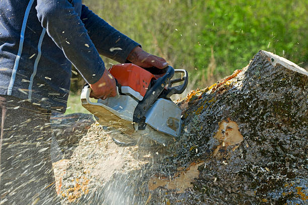 Best Stump Grinding Near Me  in Newtown, PA